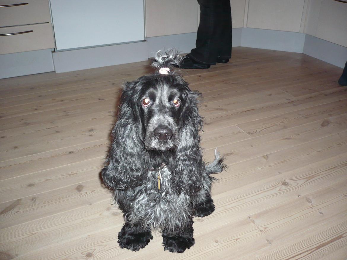 Cocker spaniel Sille billede 20