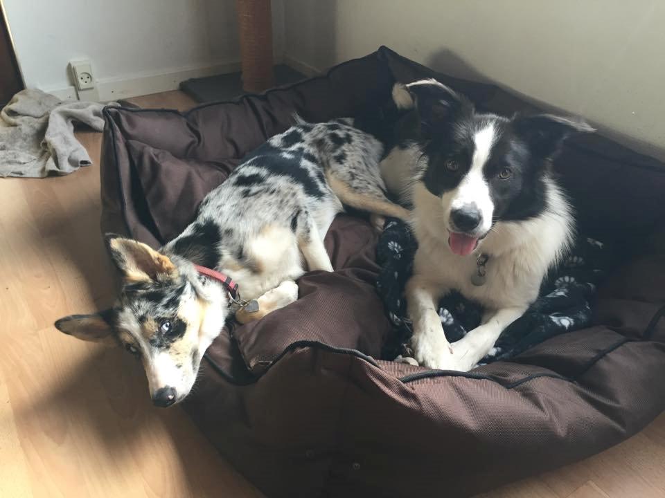 Blanding af racer Ellie billede 19