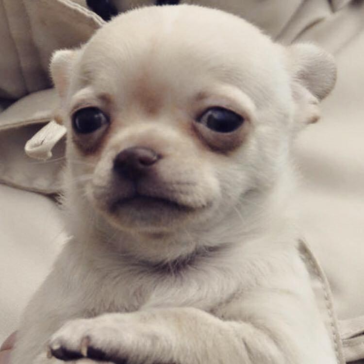 Chihuahua Anton billede 1