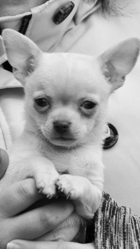 Chihuahua Anton billede 2