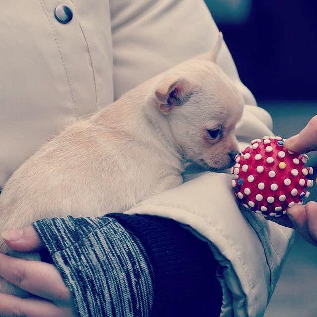 Chihuahua Anton billede 3