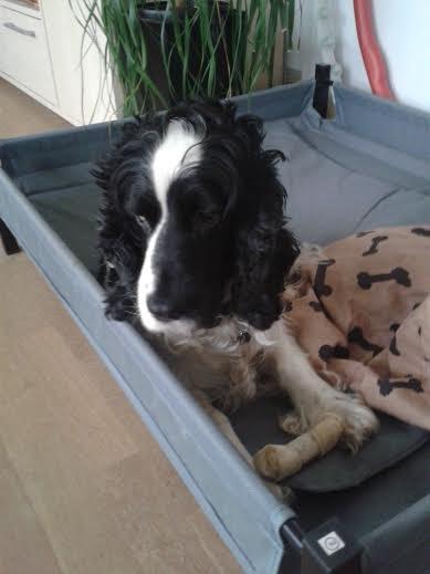 Cocker spaniel Perle billede 5