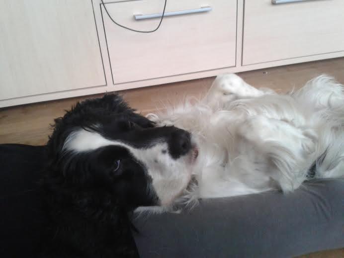 Cocker spaniel Perle billede 6