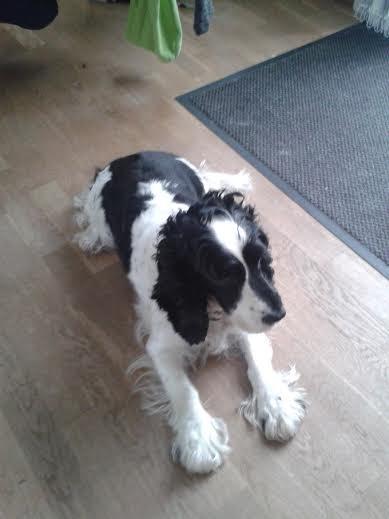 Cocker spaniel Perle billede 7