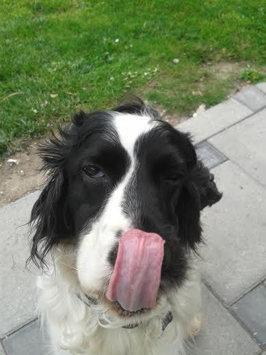 Cocker spaniel Perle billede 1