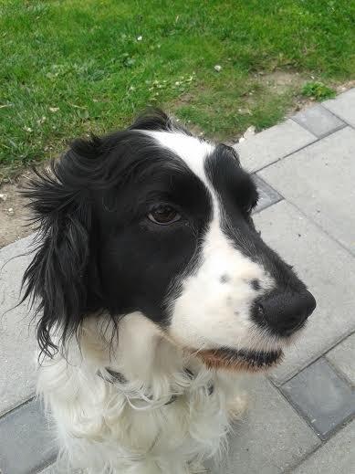 Cocker spaniel Perle billede 2