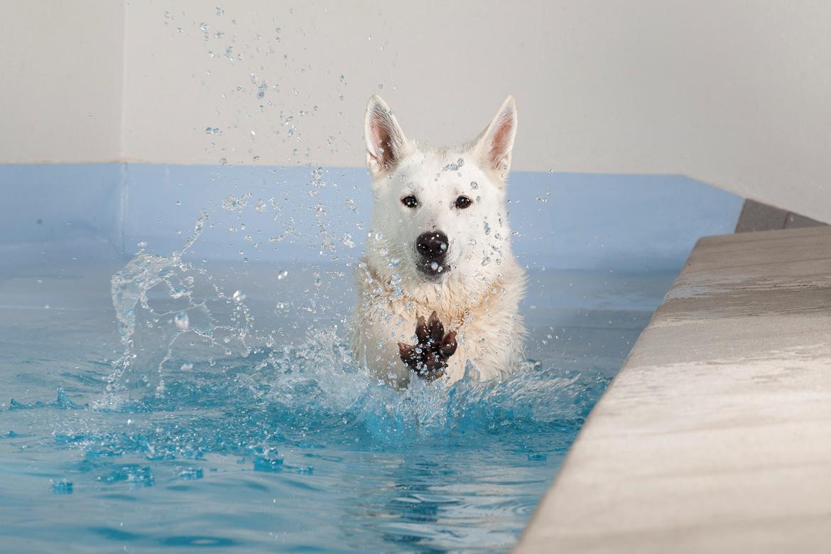 Hvid Schweizisk Hyrdehund Lilo billede 1