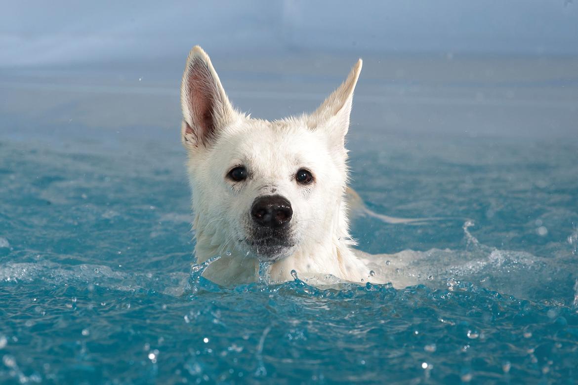 Hvid Schweizisk Hyrdehund Lilo billede 2