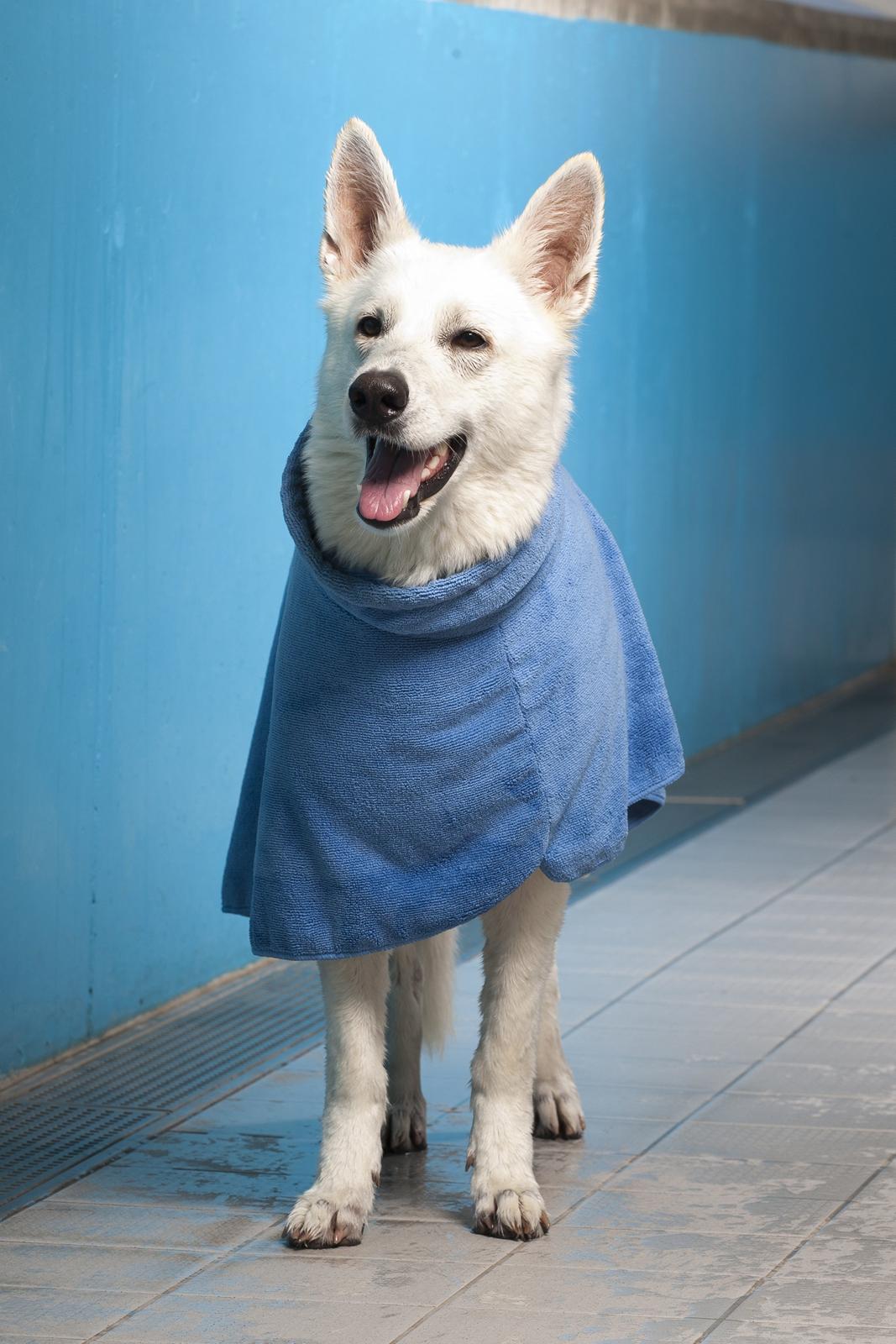 Hvid Schweizisk Hyrdehund Lilo billede 10