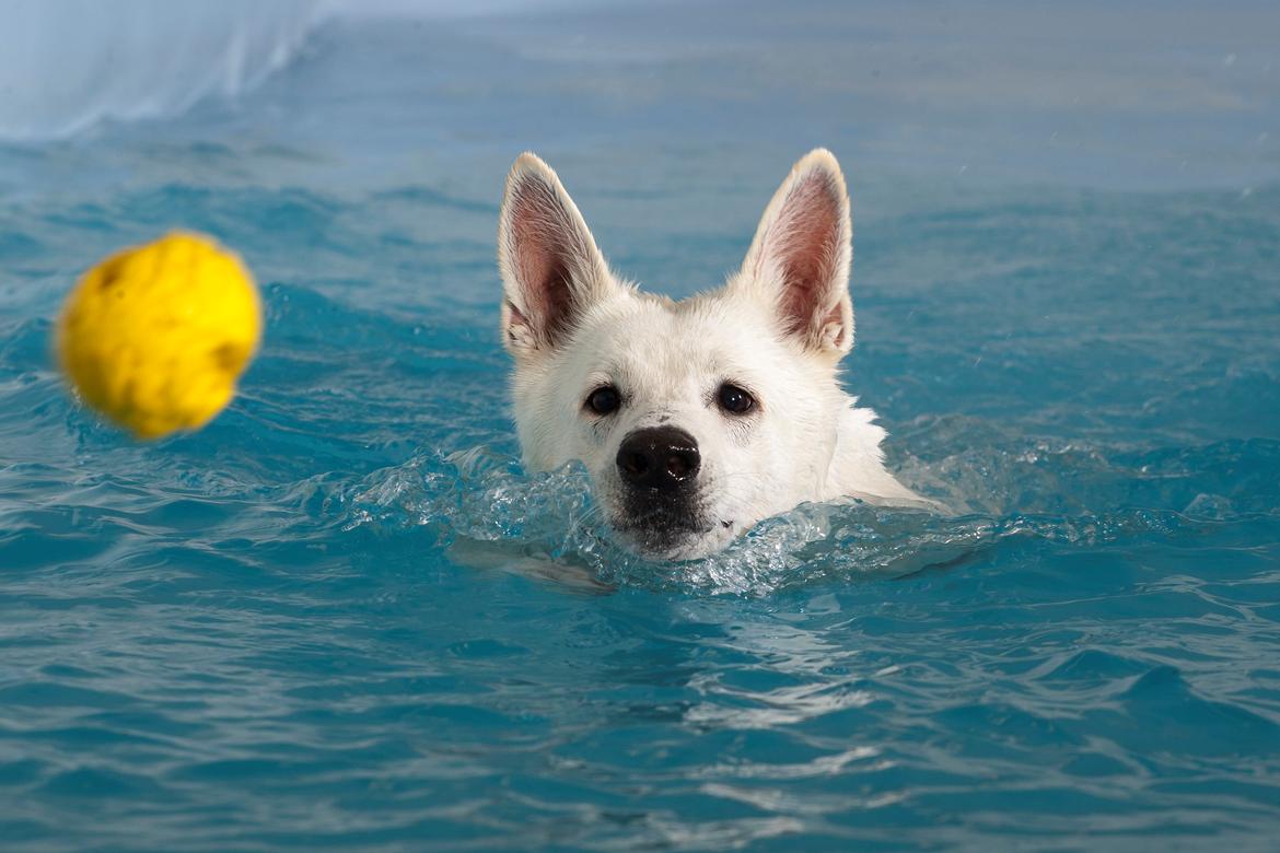 Hvid Schweizisk Hyrdehund Lilo billede 6