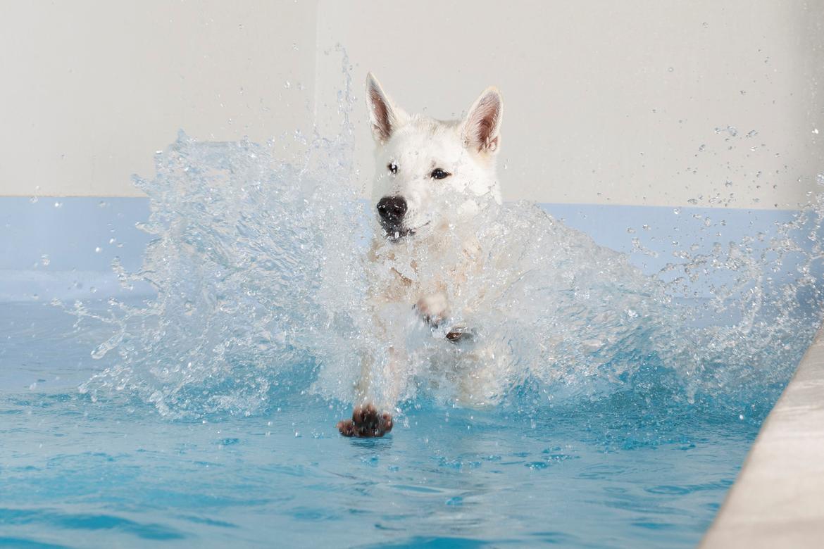 Hvid Schweizisk Hyrdehund Lilo billede 7