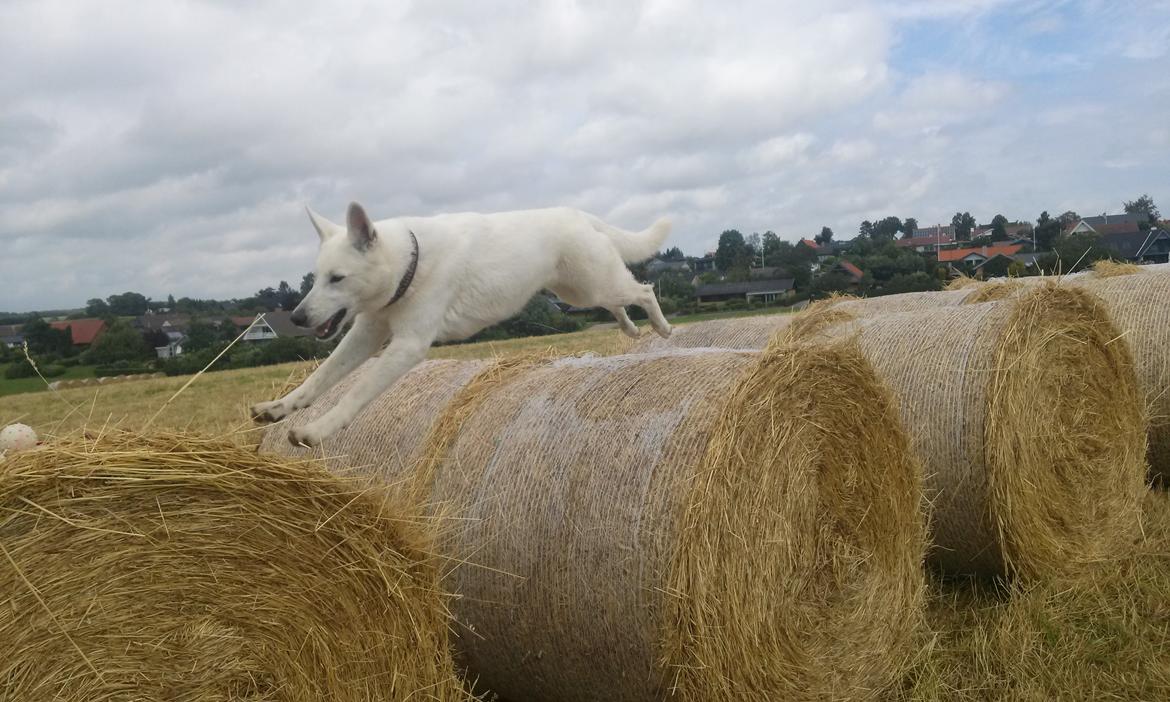 Hvid Schweizisk Hyrdehund Lilo billede 16
