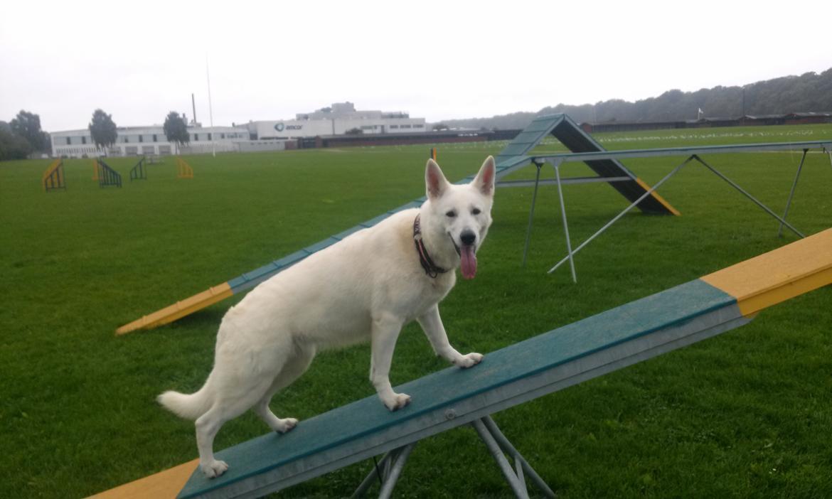 Hvid Schweizisk Hyrdehund Lilo billede 13