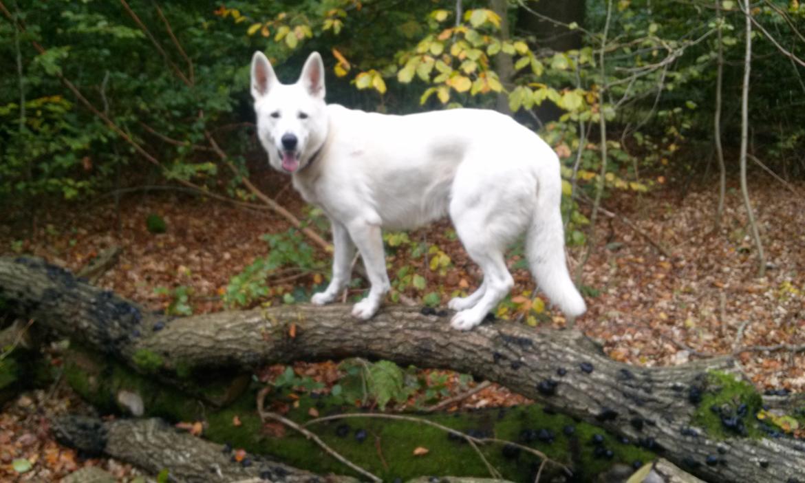 Hvid Schweizisk Hyrdehund Lilo billede 14