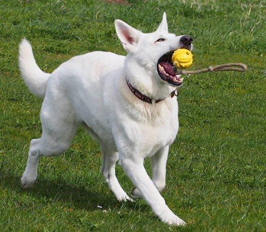 Hvid Schweizisk Hyrdehund Lilo billede 11