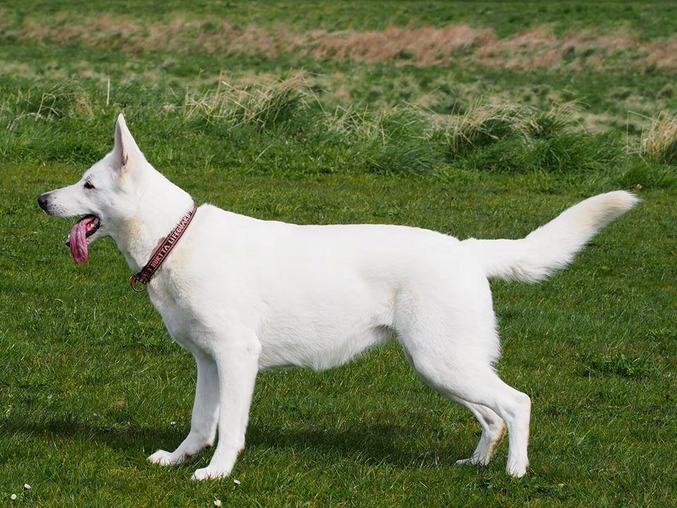 Hvid Schweizisk Hyrdehund Lilo billede 12