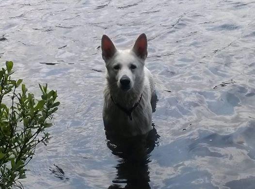 Hvid Schweizisk Hyrdehund Lilo billede 15