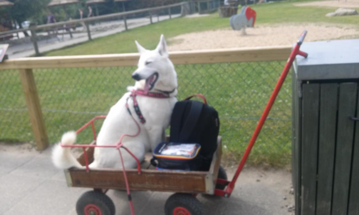 Hvid Schweizisk Hyrdehund Lilo billede 17