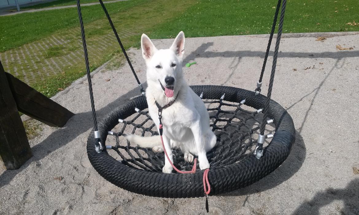 Hvid Schweizisk Hyrdehund Lilo billede 18