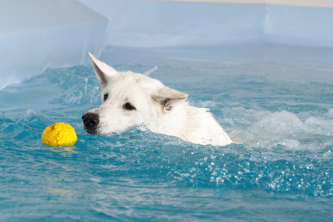 Hvid Schweizisk Hyrdehund Lilo billede 9