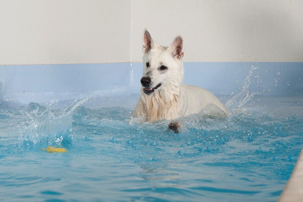 Hvid Schweizisk Hyrdehund Lilo billede 4