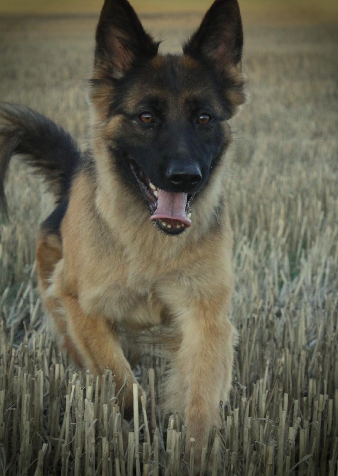 Schæferhund Ida billede 16