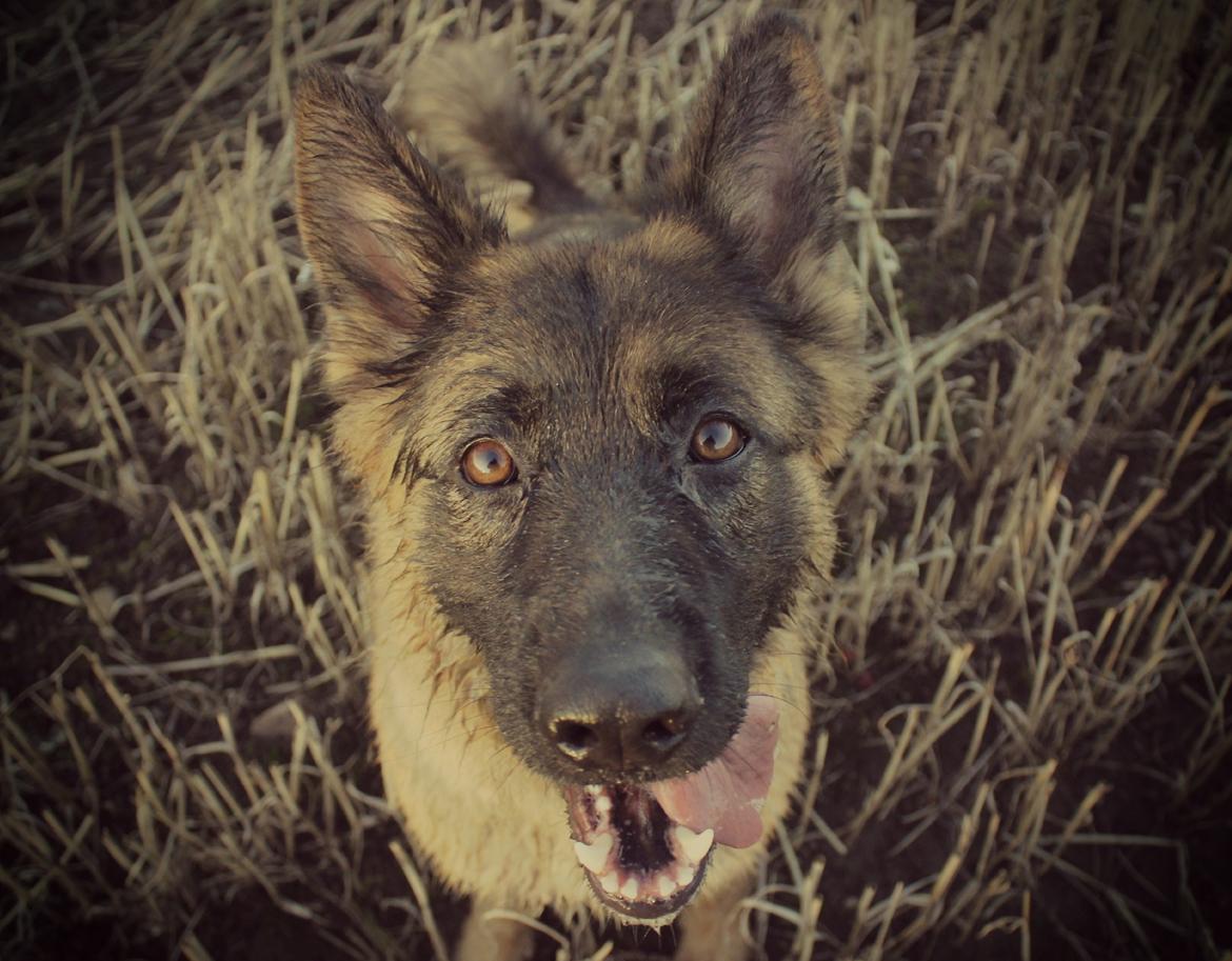 Schæferhund Ida billede 17