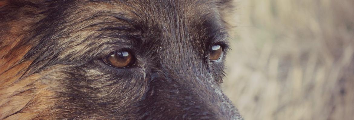 Schæferhund Ida billede 18