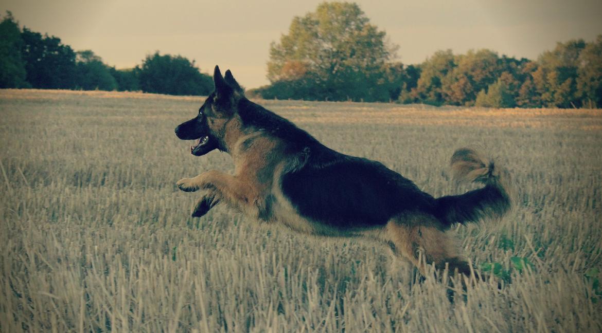 Schæferhund Ida billede 2
