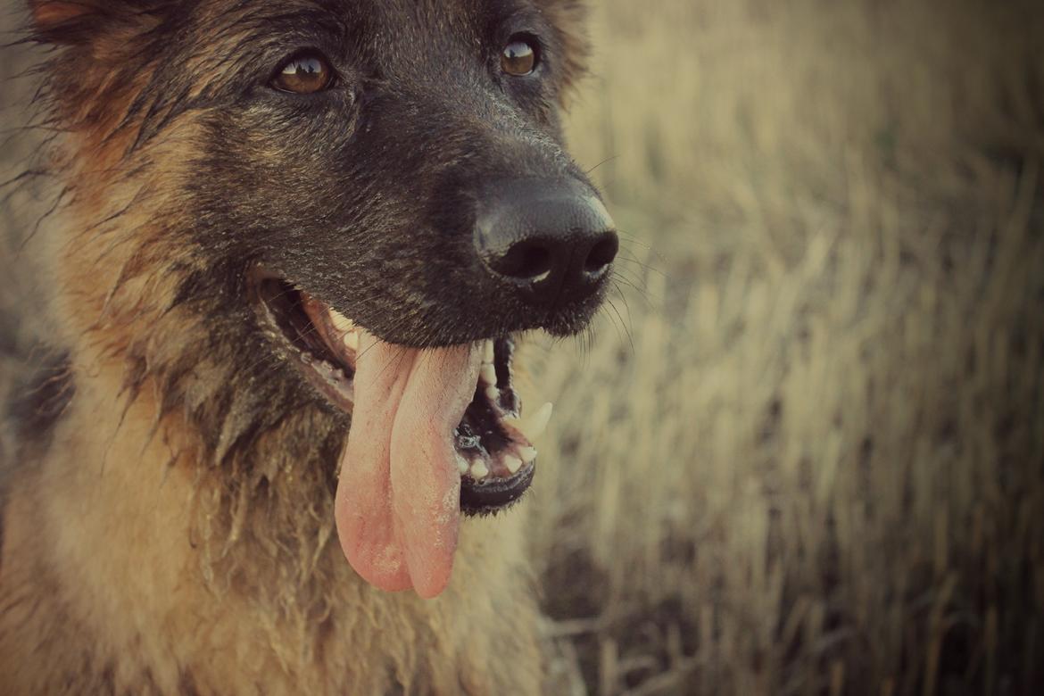 Schæferhund Ida billede 1