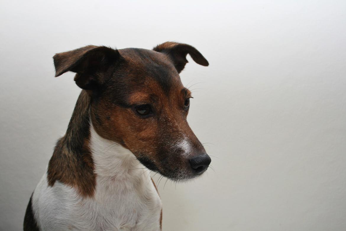 Jack russell terrier Fanta <3 billede 1