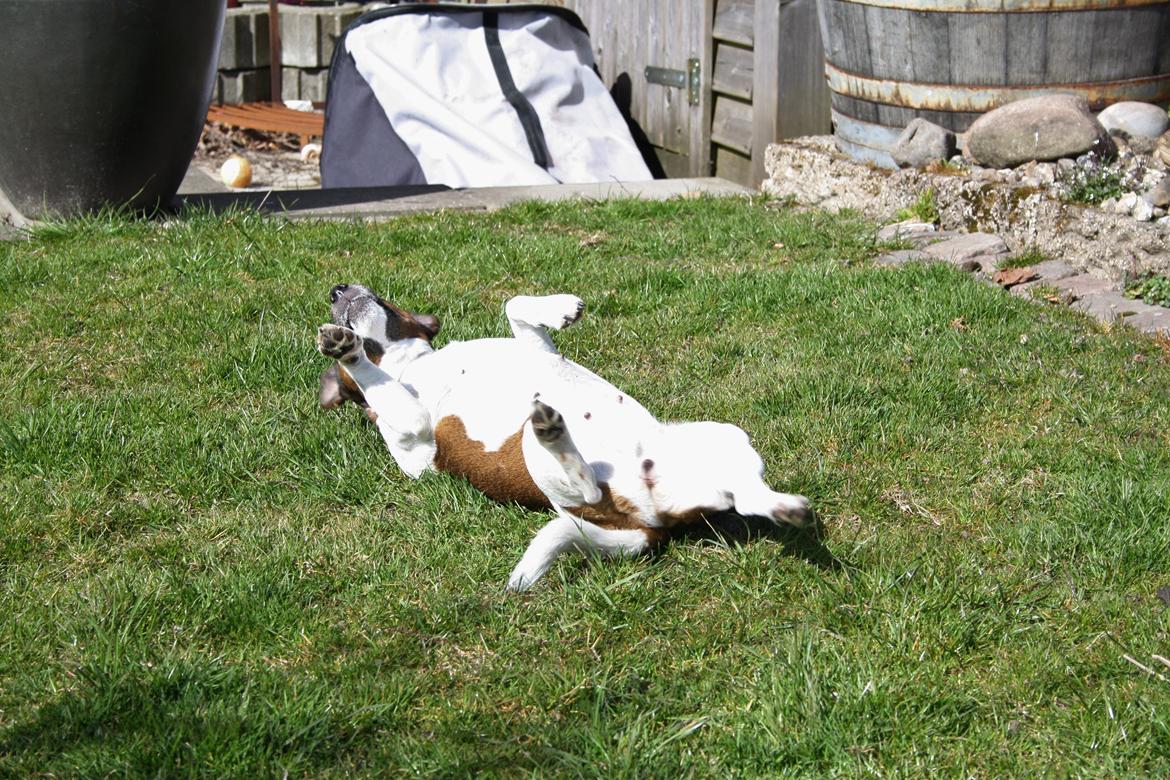 Jack russell terrier Fanta <3 billede 2