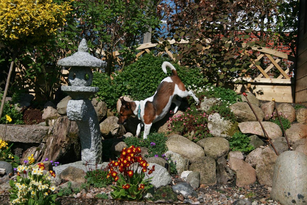 Jack russell terrier Fanta <3 billede 3