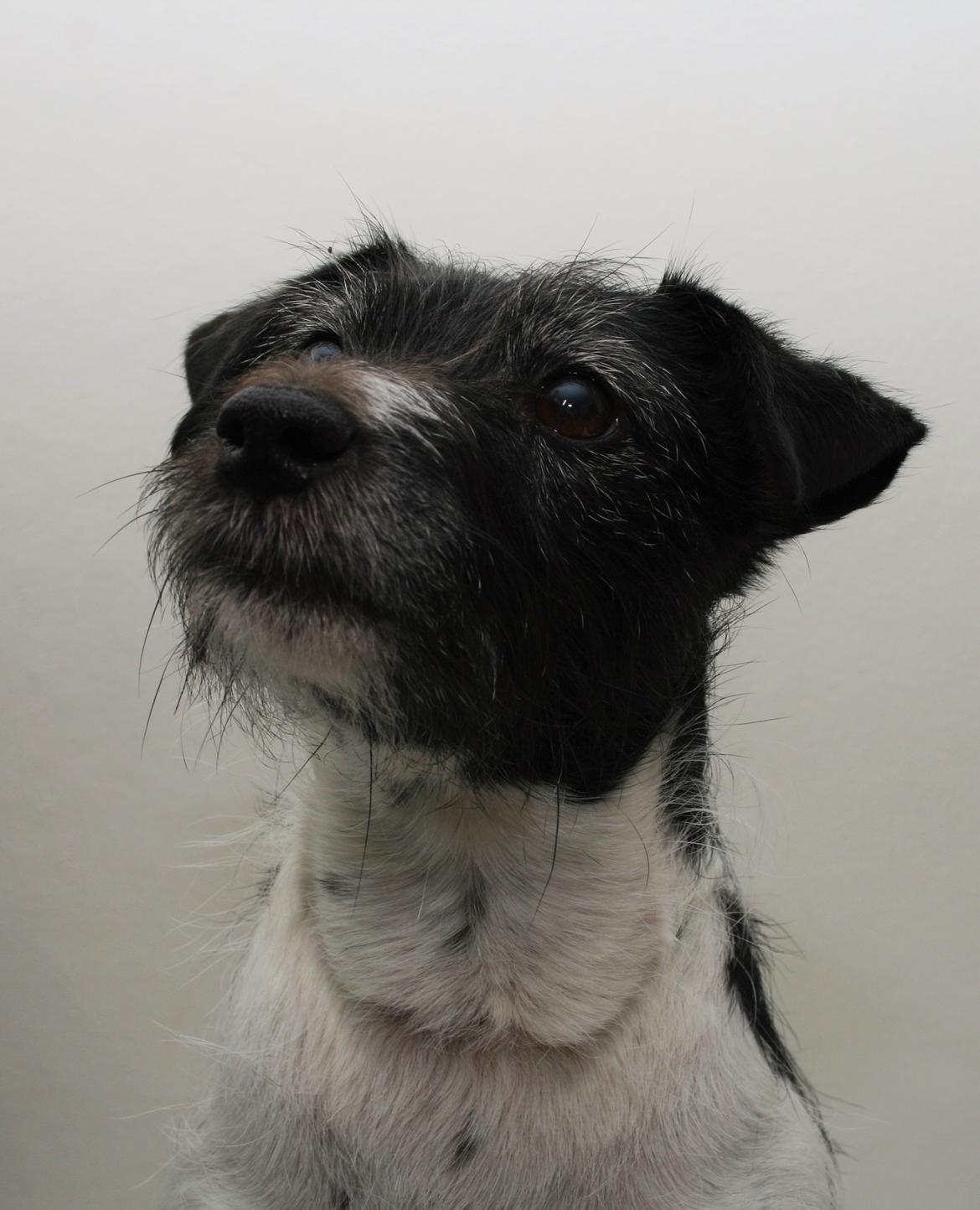 Jack russell terrier Bell billede 1