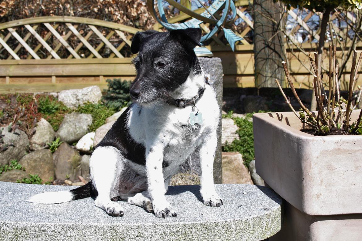 Jack russell terrier Bell billede 2