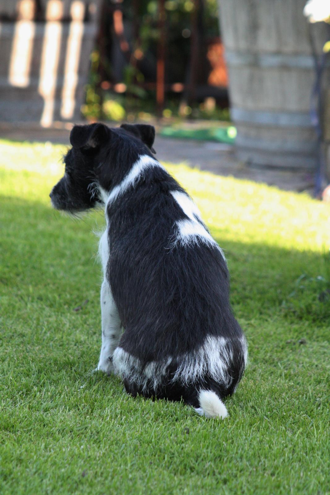 Jack russell terrier Bell billede 3