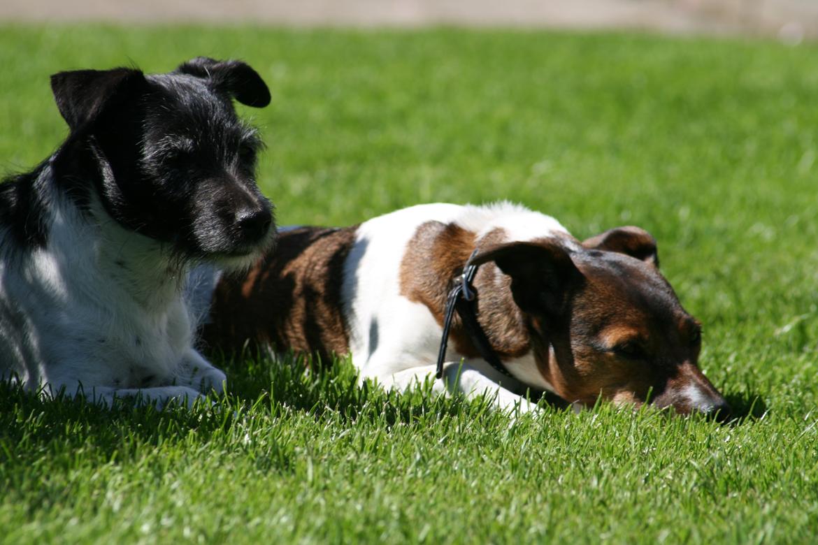 Jack russell terrier Bell billede 16