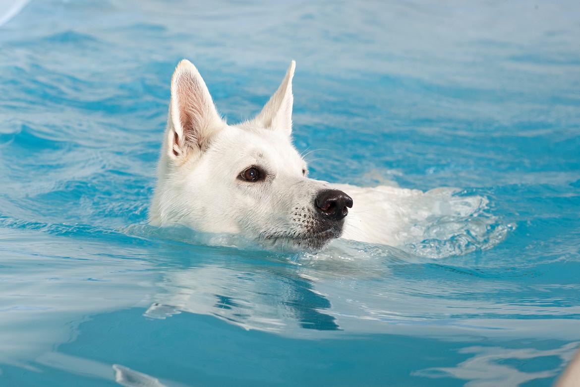 Hvid Schweizisk Hyrdehund Lilo billede 8