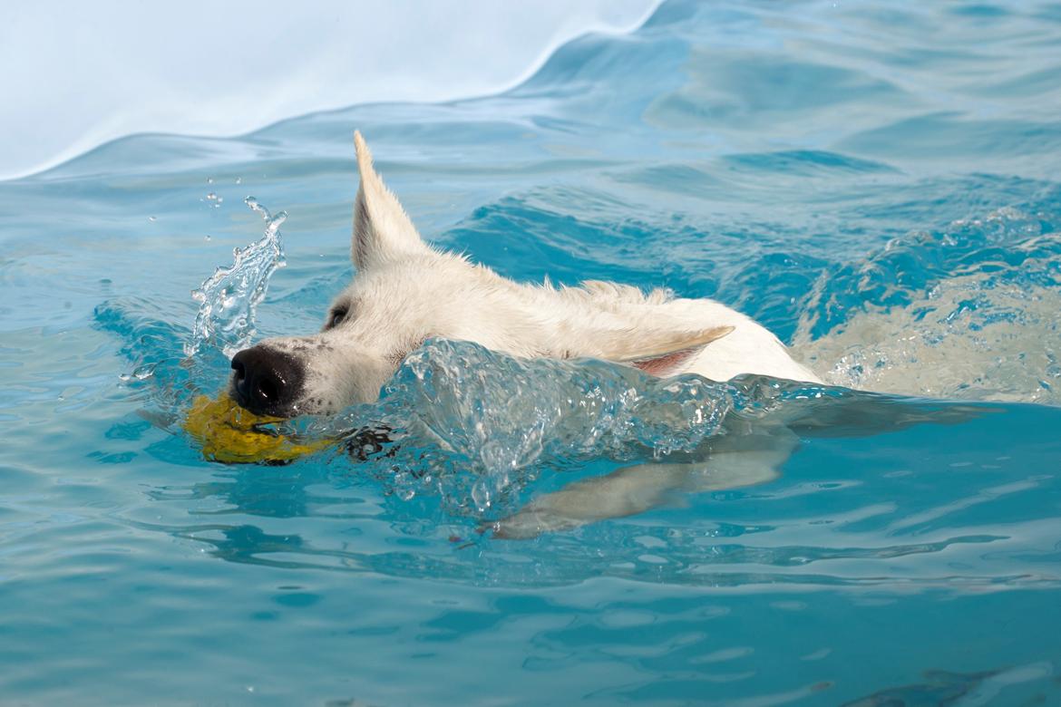 Hvid Schweizisk Hyrdehund Lilo billede 19