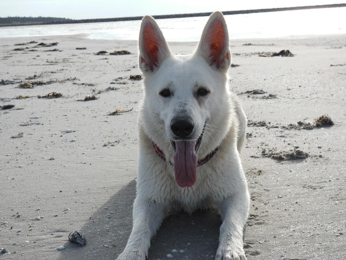 Hvid Schweizisk Hyrdehund Lilo billede 20