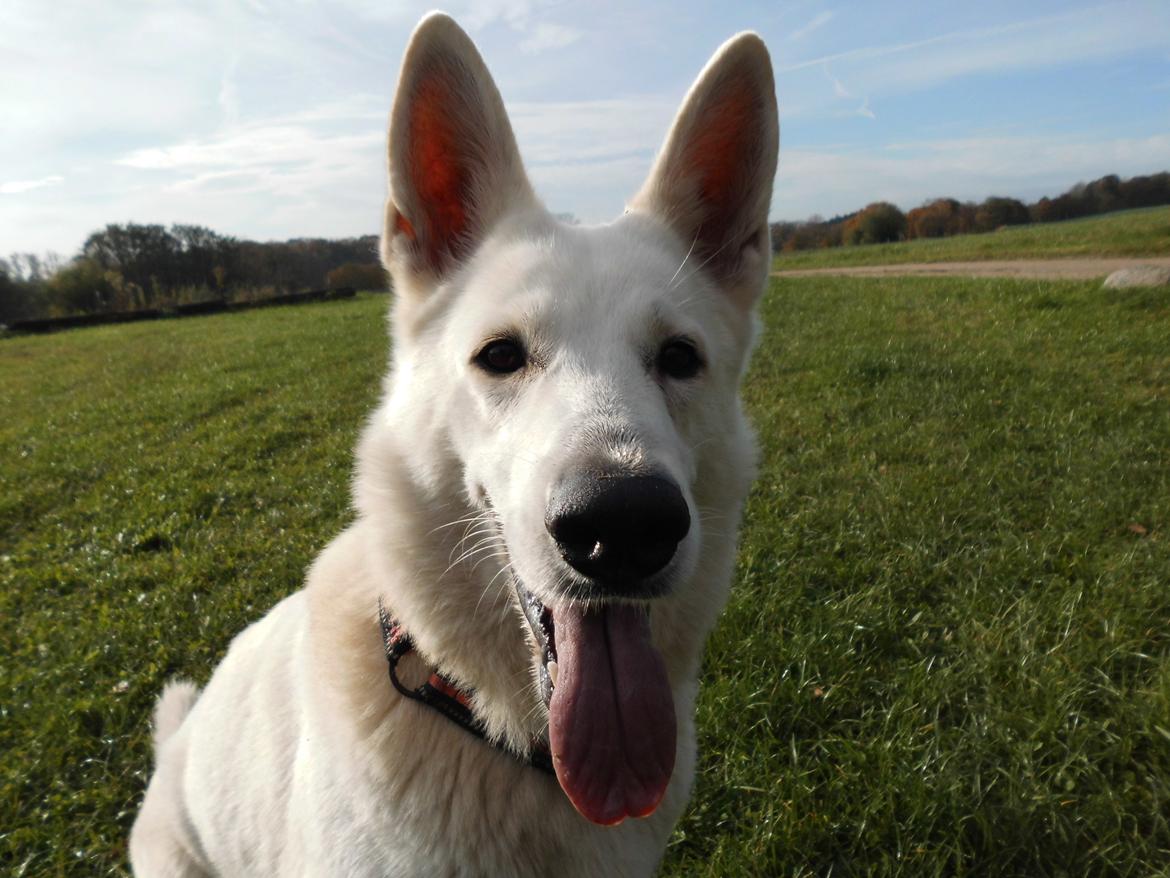 Hvid Schweizisk Hyrdehund Lilo billede 21