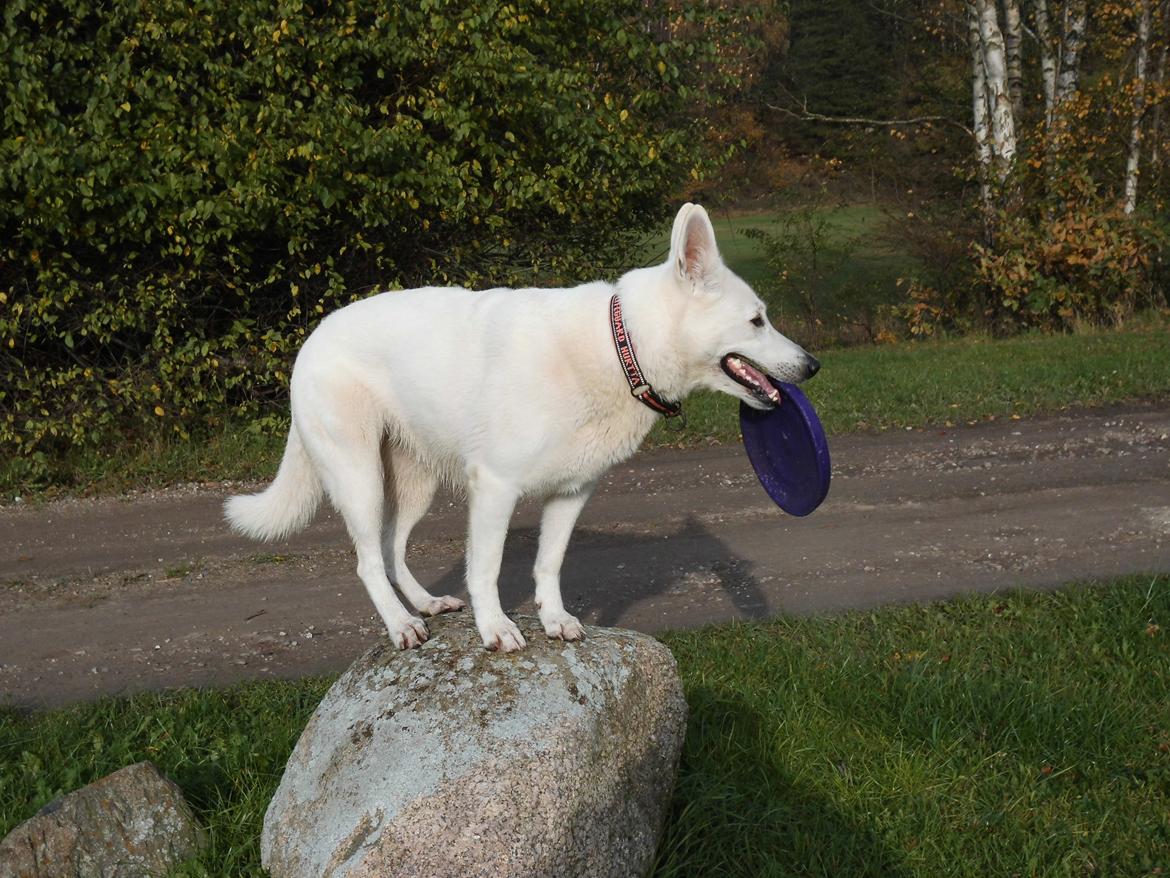 Hvid Schweizisk Hyrdehund Lilo billede 22