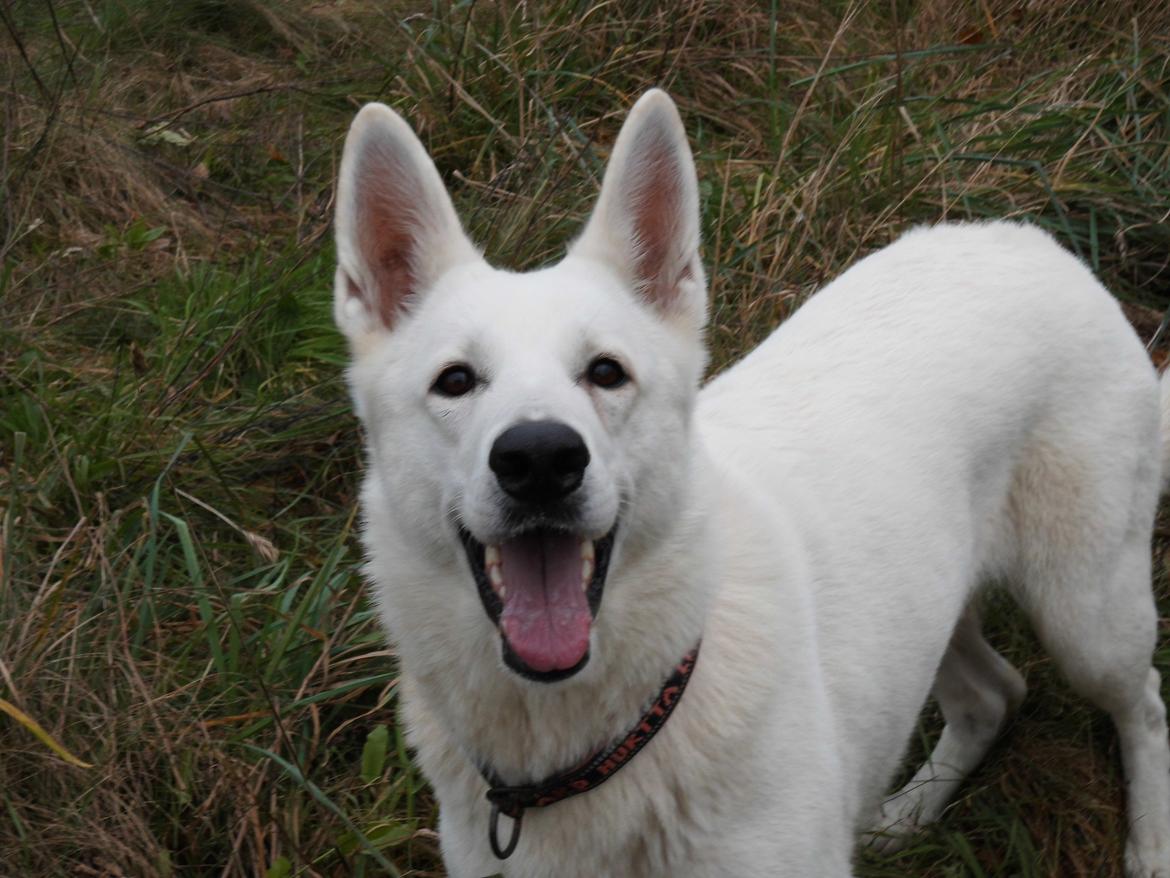 Hvid Schweizisk Hyrdehund Lilo billede 23