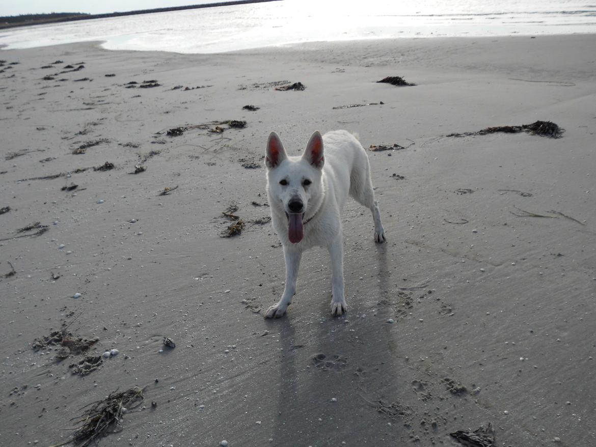 Hvid Schweizisk Hyrdehund Lilo billede 24