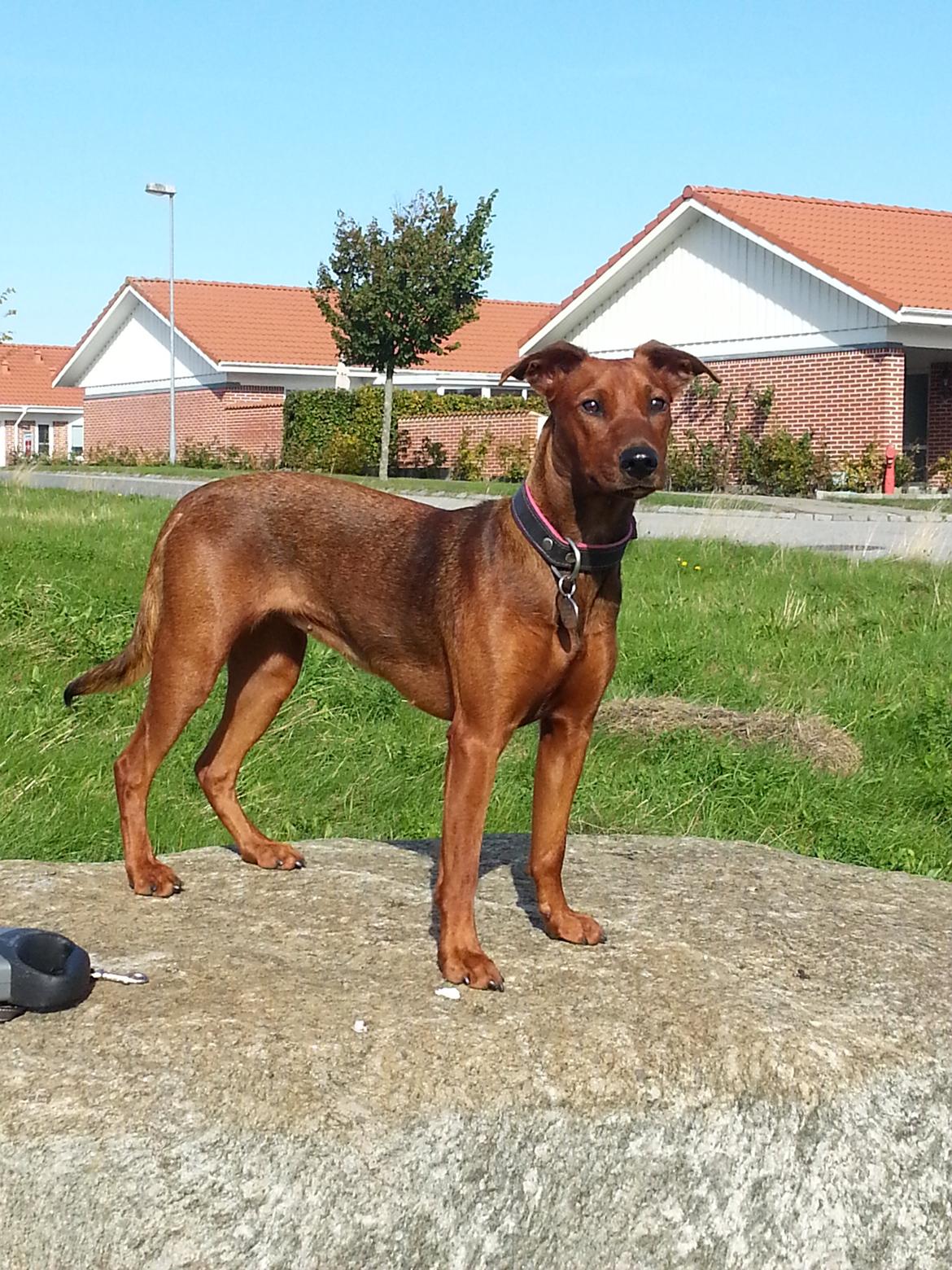 Tysk pinscher Tessa billede 18