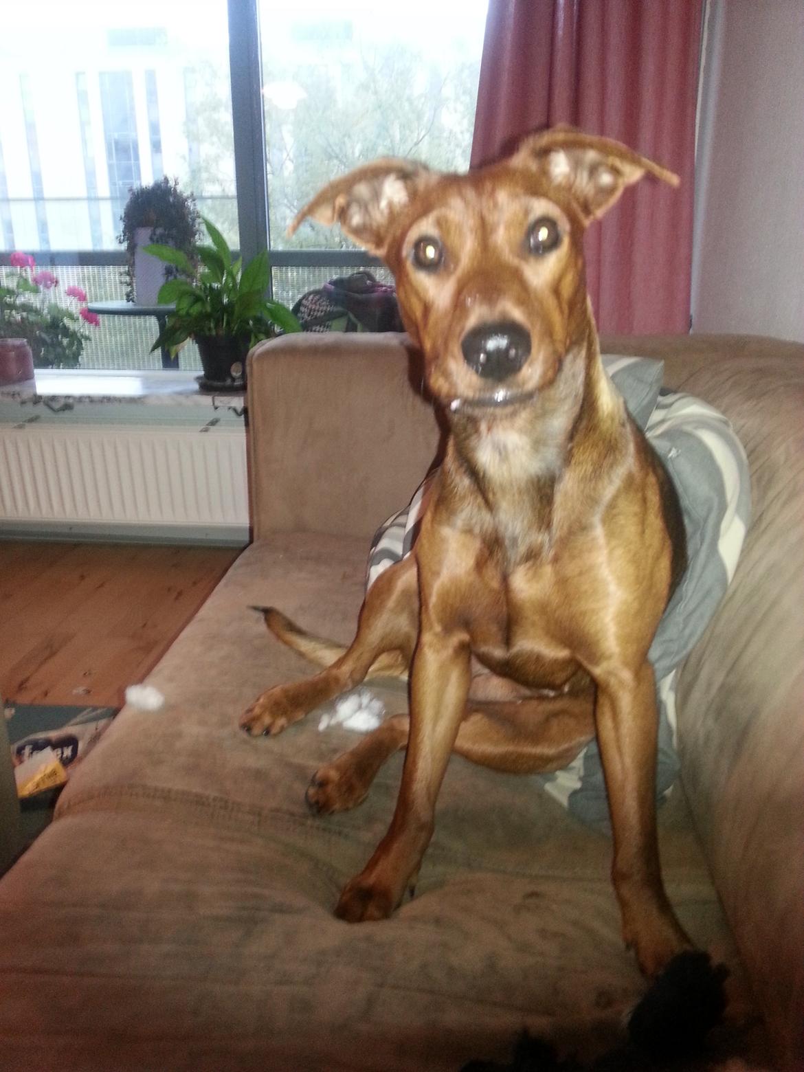 Tysk pinscher Tessa billede 20