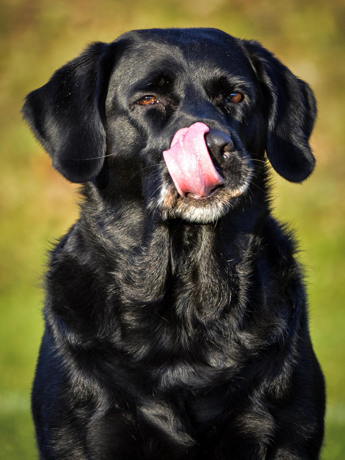 Blanding af racer Maggi billede 20