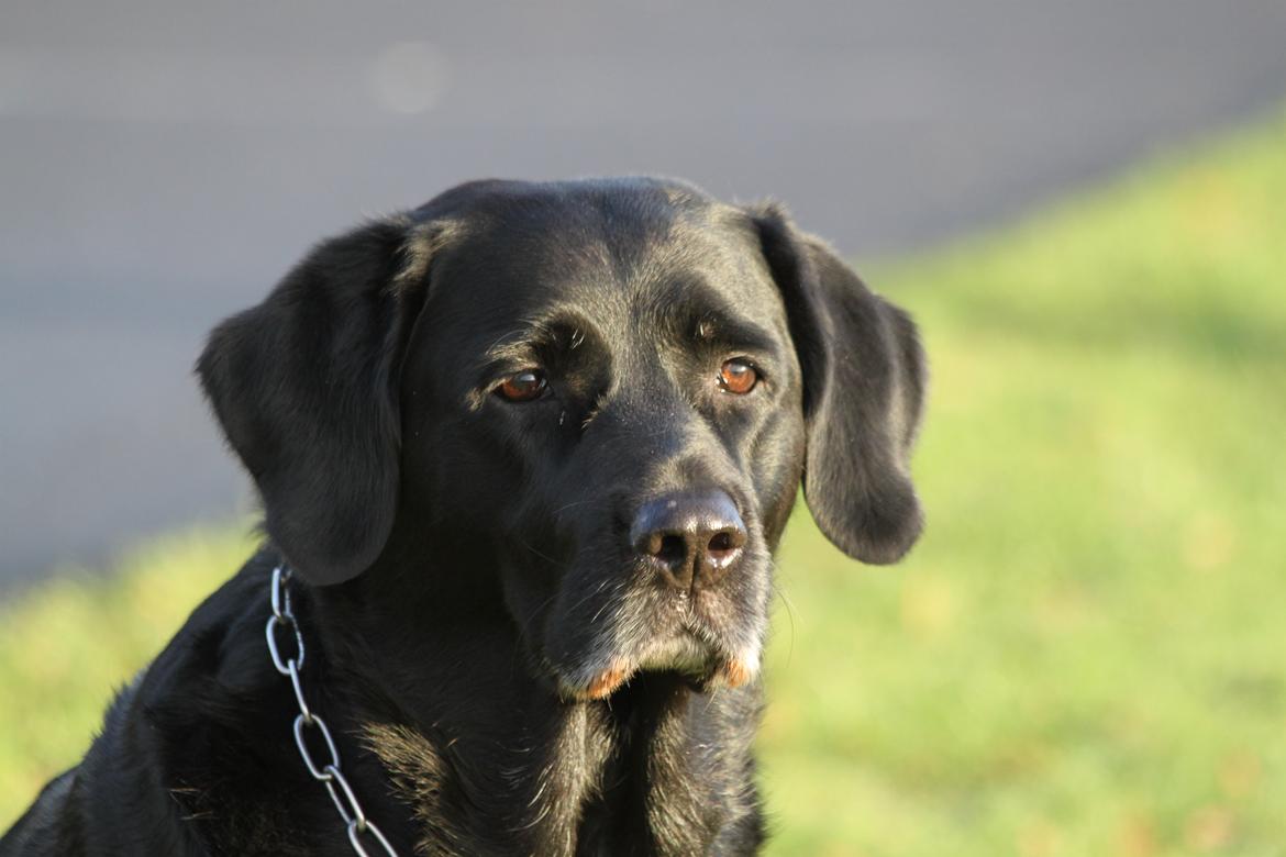 Blanding af racer Maggi billede 22