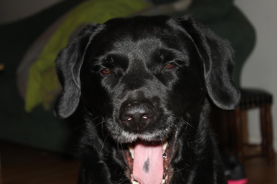 Blanding af racer Maggi billede 23