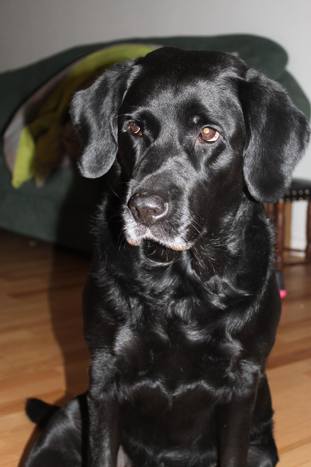 Blanding af racer Maggi billede 24